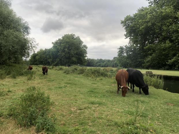 Daily Echo: Cows on the Itchen path 
